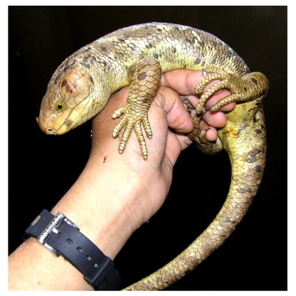 Prehensile-tailed Skink