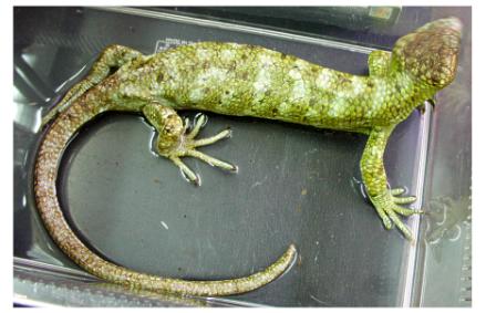 Prehensile-tailed Skink