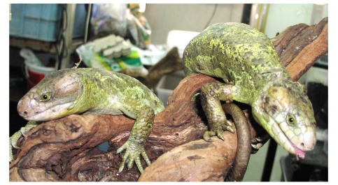 Prehensile-tailed Skink