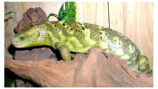 Prehensile-tailed Skink