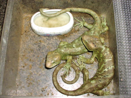Prehensile-tailed Skink