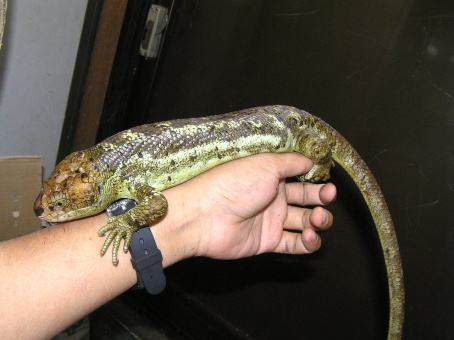 Prehensile-tailed Skink