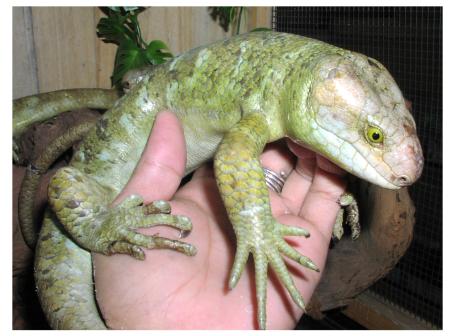 Prehensile-tailed Skink