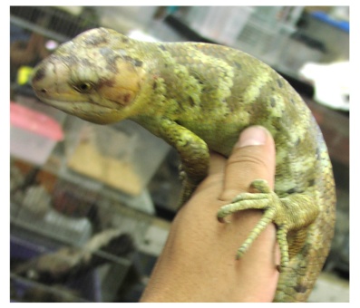 Prehensile-tailed Skink