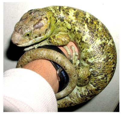 Prehensile-tailed Skink