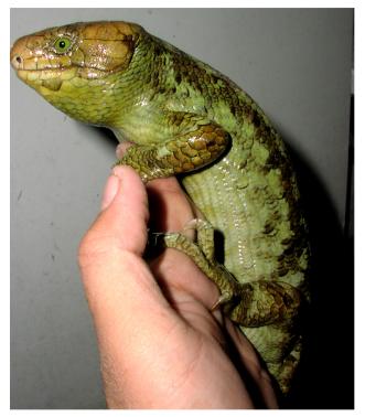 Prehensile-tailed Skink
