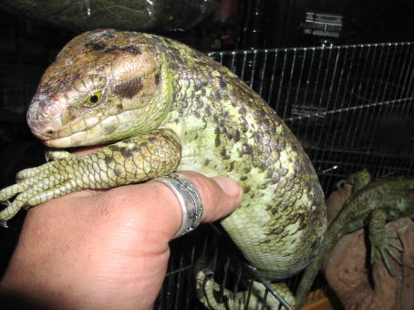 Prehensile-tailed Skink