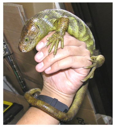 Prehensile-tailed Skink