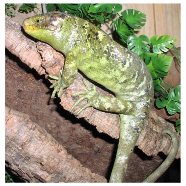 Prehensile-tailed Skink
