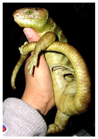Prehensile-tailed Skink