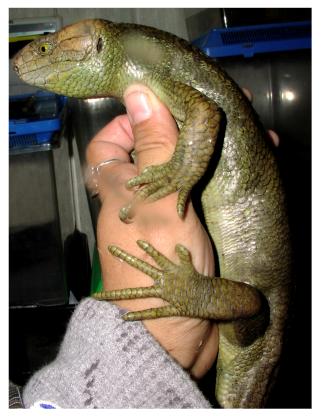 Prehensile-tailed Skink
