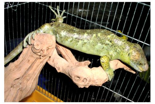 Prehensile-tailed Skink