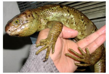 Prehensile-tailed Skink