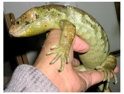 Prehensile-tailed Skink