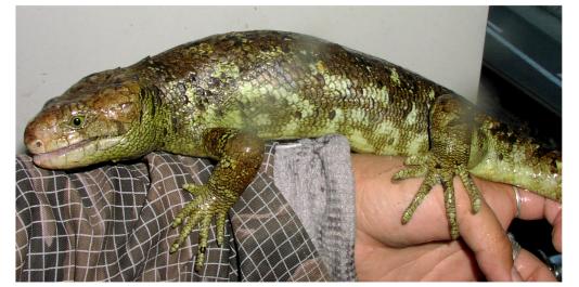 Prehensile-tailed Skink
