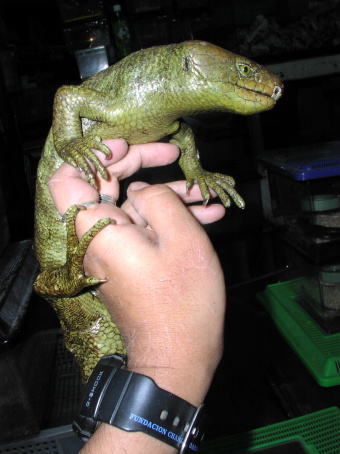Prehensile-tailed Skink