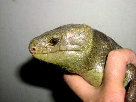 Prehensile-tailed Skink