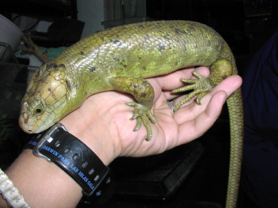 Prehensile-tailed Skink