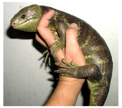 Prehensile-tailed Skink