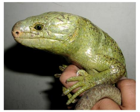 Prehensile-tailed Skink