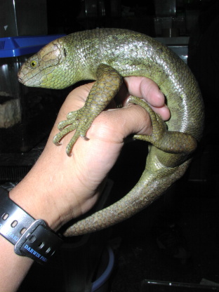 Prehensile-tailed Skink