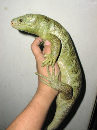 Prehensile-tailed Skink
