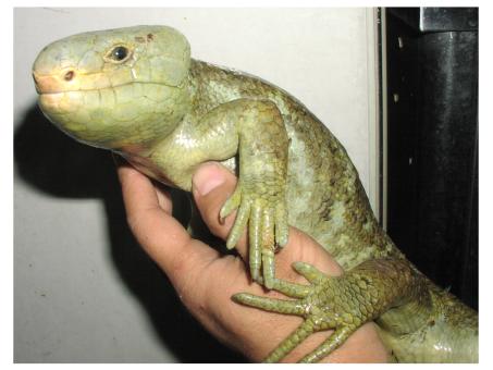 Prehensile-tailed Skink