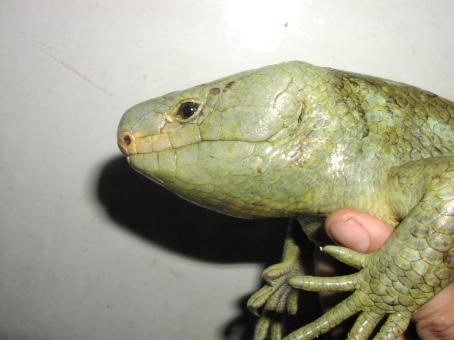 Prehensile-tailed Skink