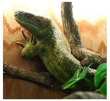 Prehensile-tailed Skink