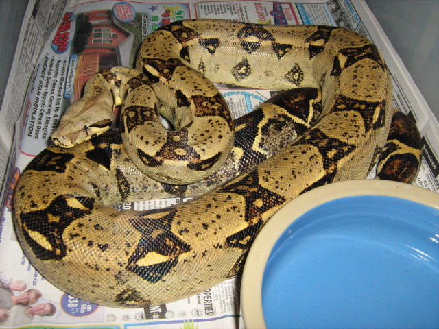 PRINCESS 05' 0.1 100% HET. KAHL ALBINO