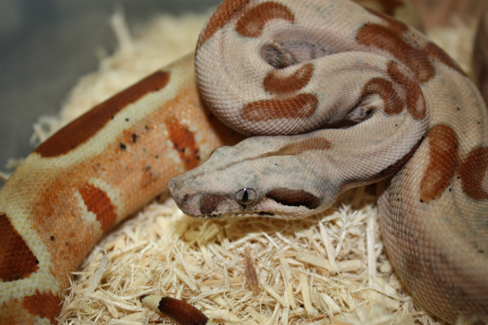 prob Super Hypo Het sharp