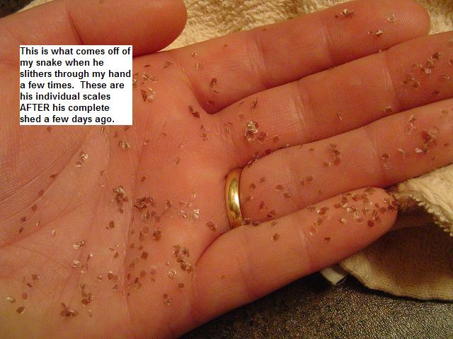 Problem Molt....back scales