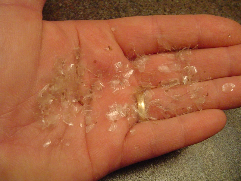 Problem Molt....belly scales