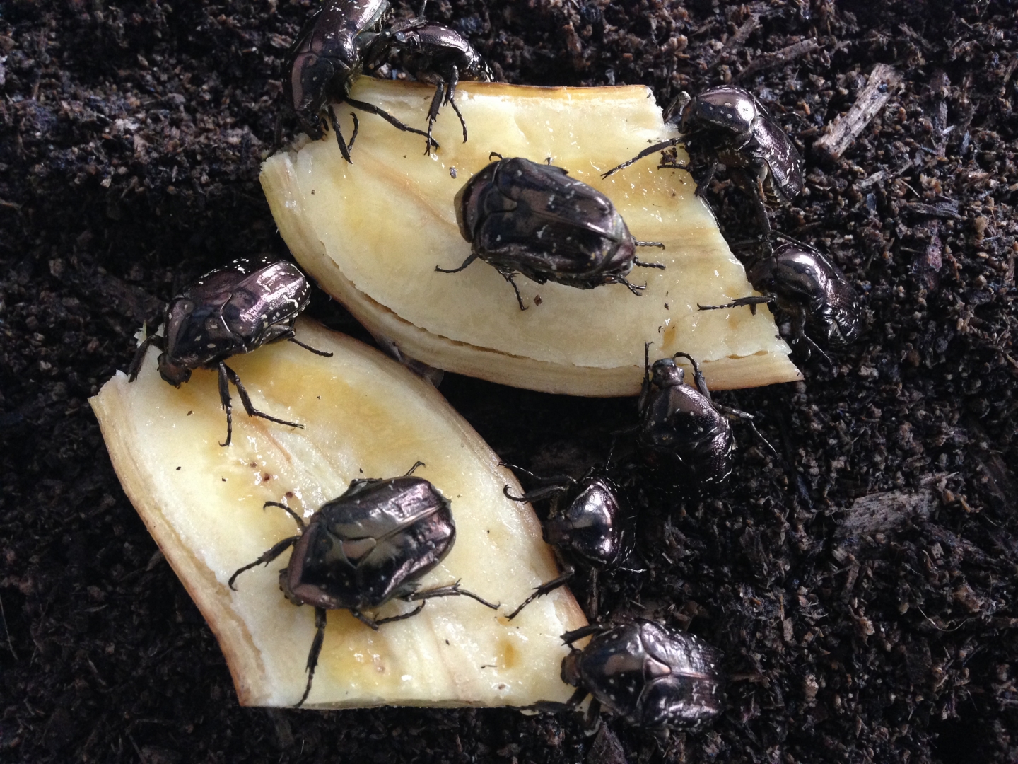 Protaetia orientalis