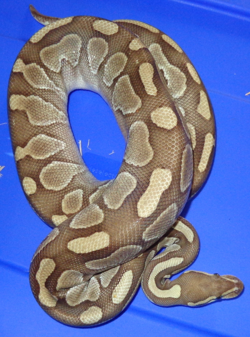 Proven female Butter Ball Python