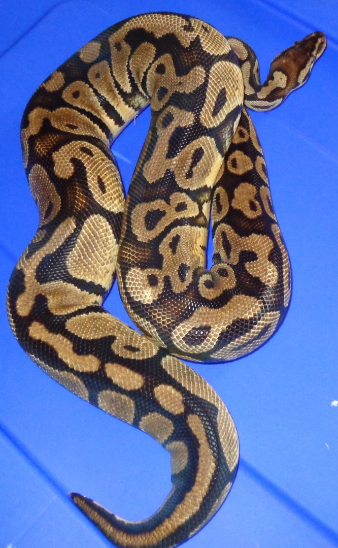 Proven female Pastel Ball Python