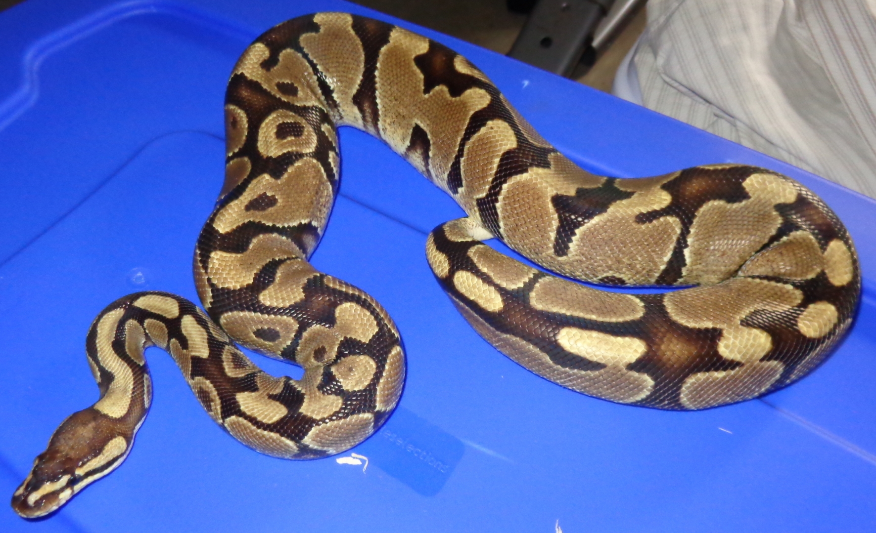 Proven normal female Ball Python