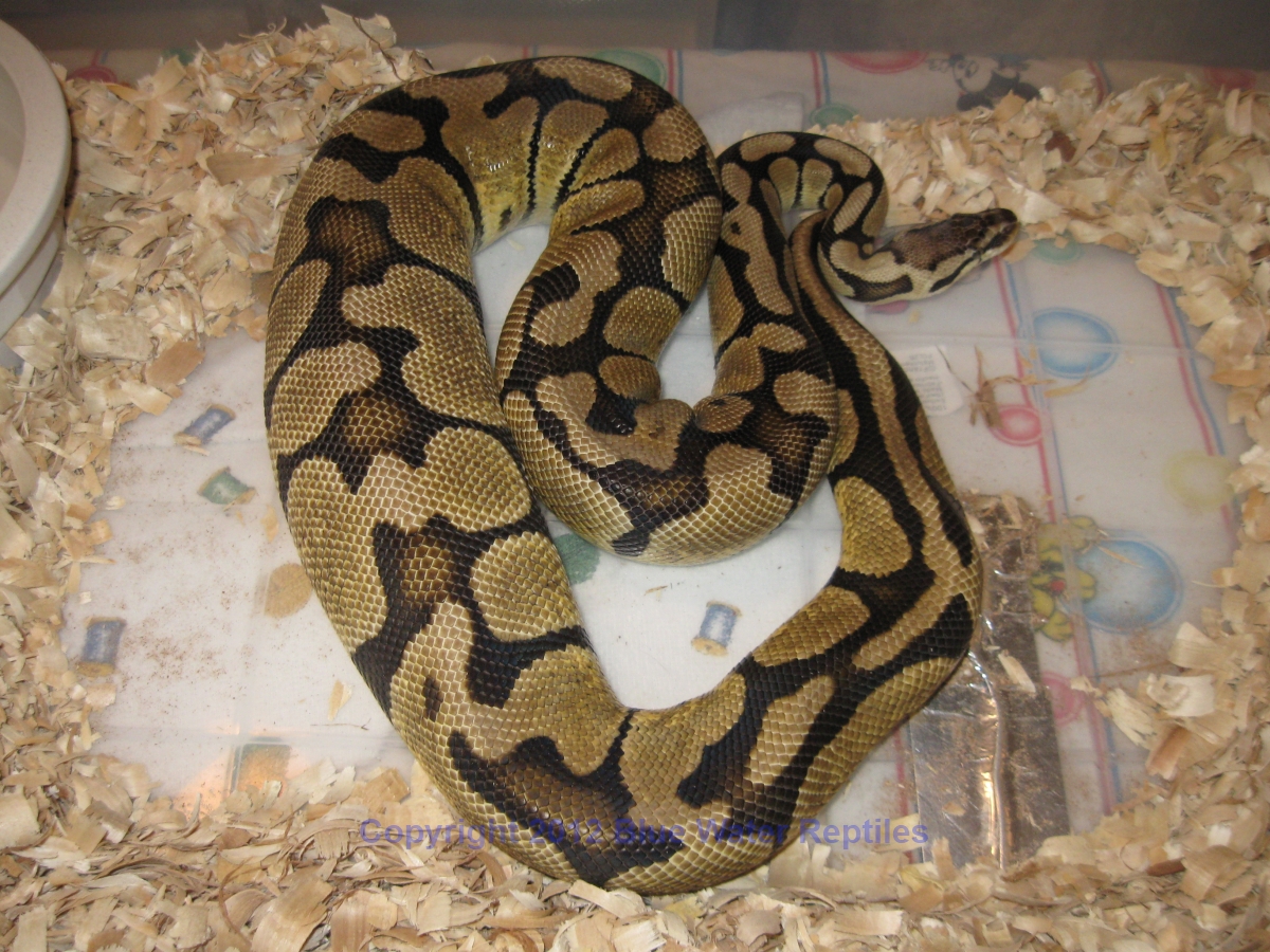 Psyke Lemon Pastel Ovulation