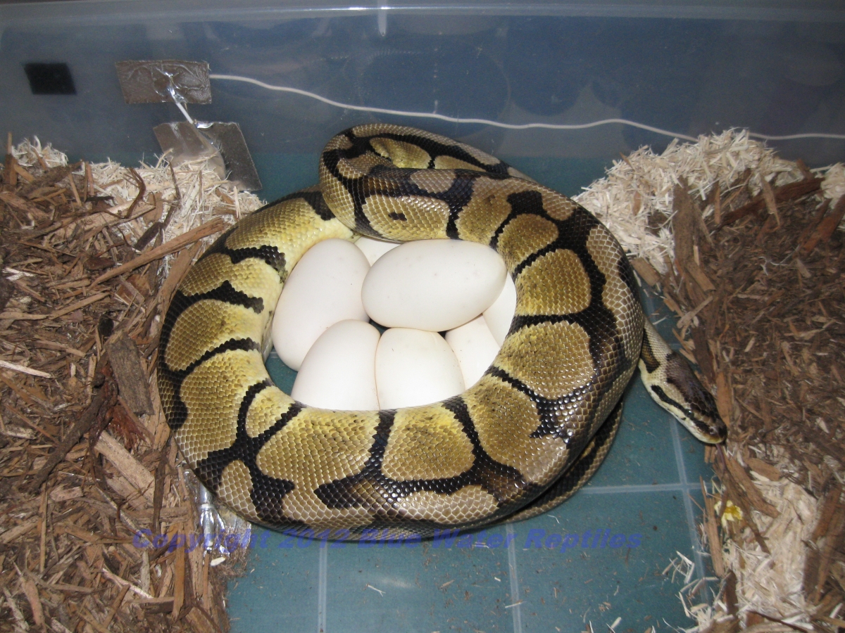 Psyke on eggs.