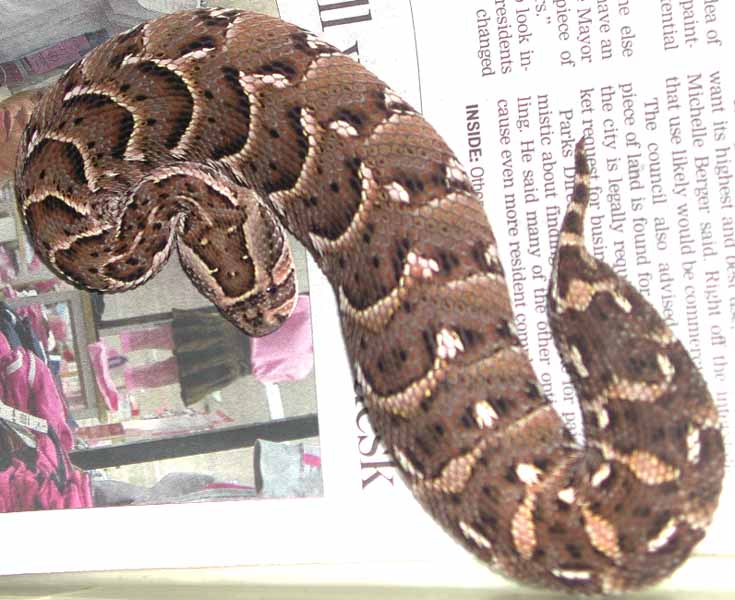 Puff Adder
