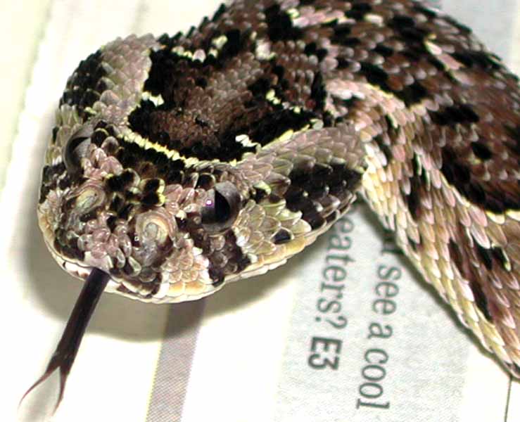 Puff Adder