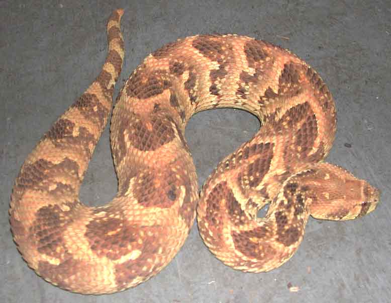 Puff Adder