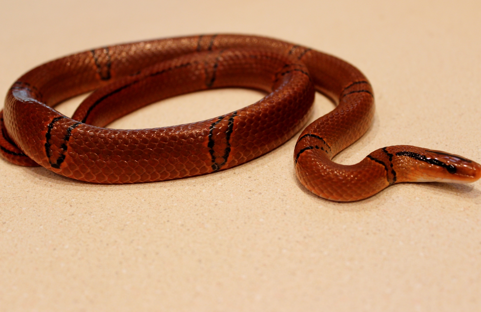 pulchra