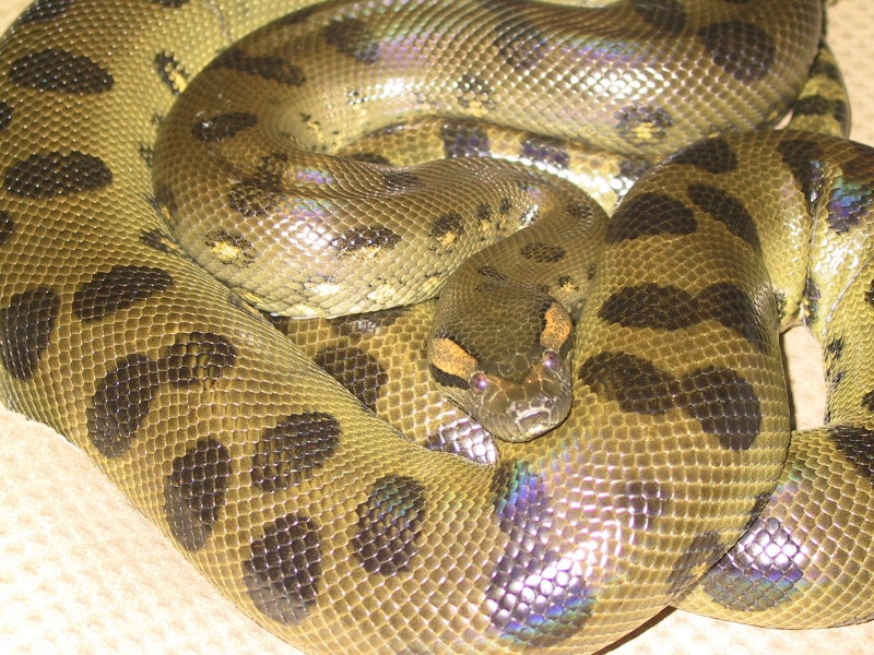 Puppydog2_the_anaconda_