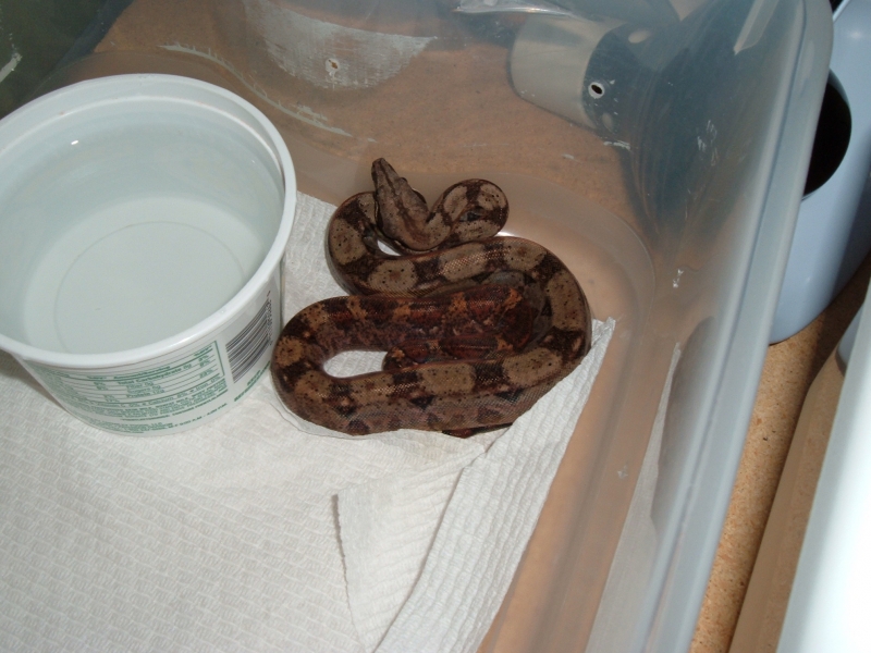 Pure CA 100% Blood female