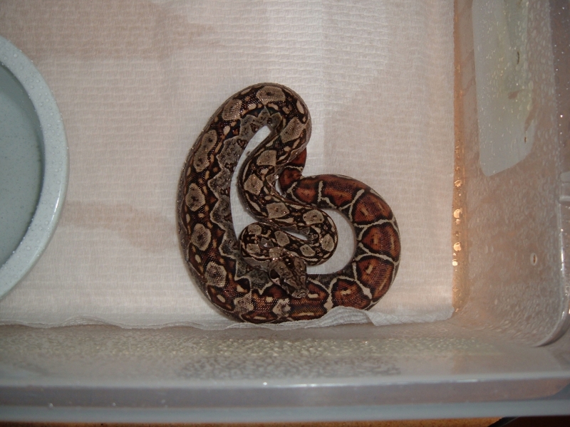Pure Sonoran 100% het Leopard