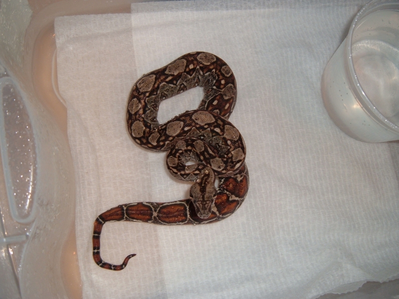 Pure Sonoran 100% het Leopard