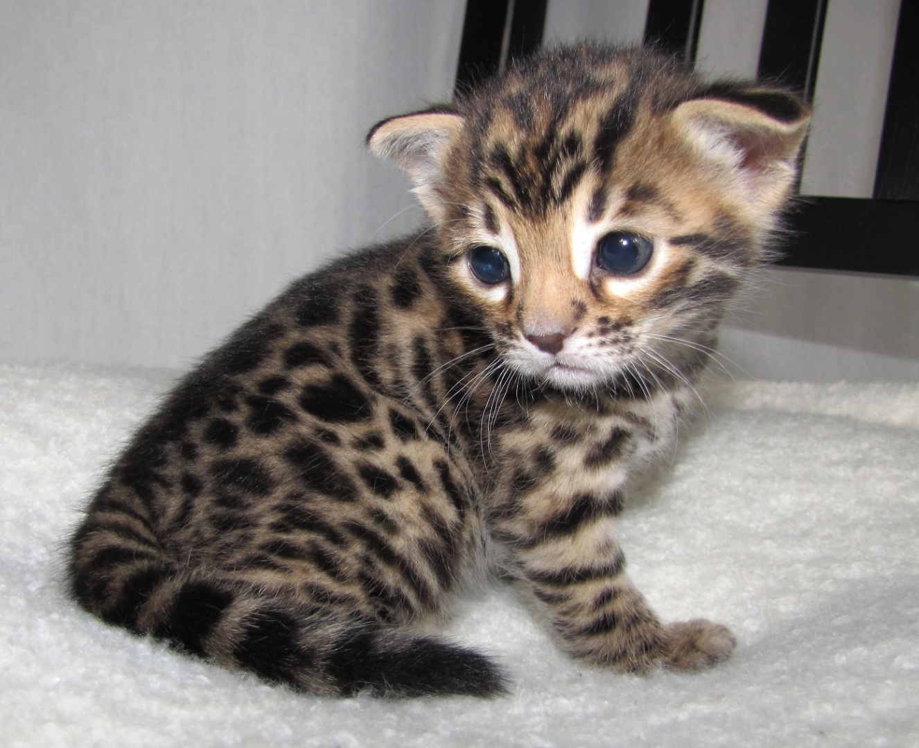 Purebred Bengal Leopard Kittens--Registered
