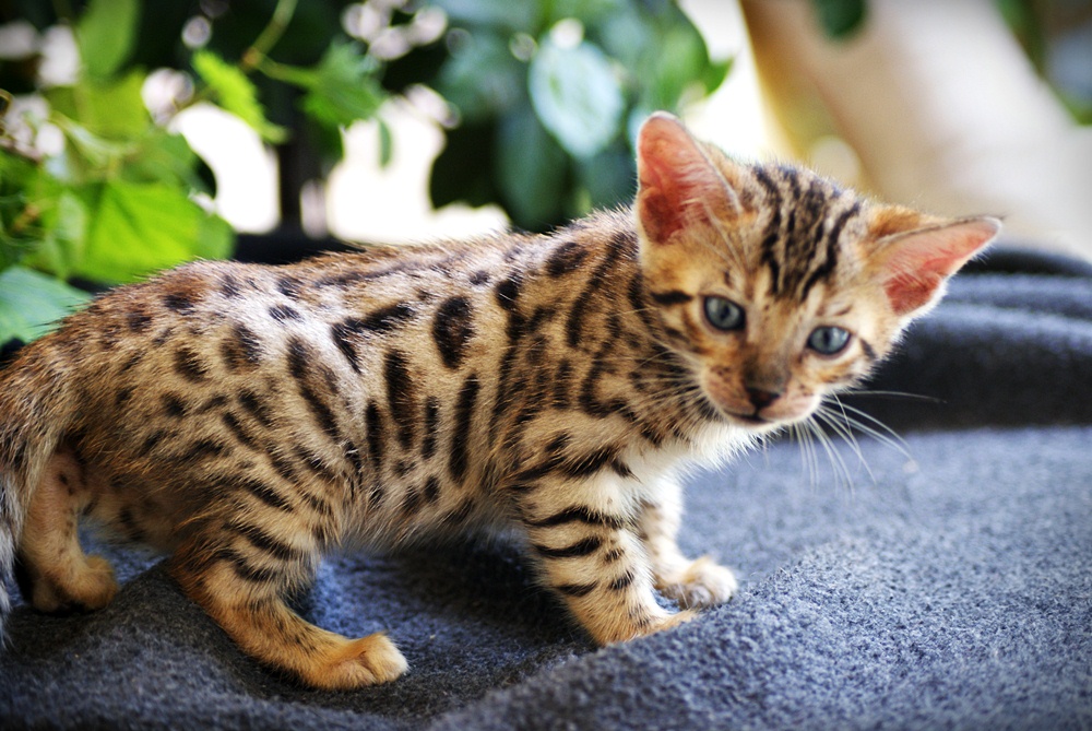Purebred Bengal Leopard Kittens--Registered