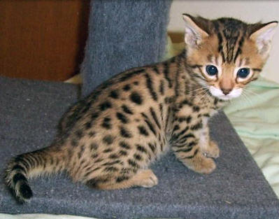Purebred Bengal Leopard Kittens--Registered
